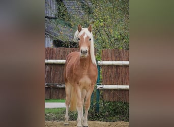 Haflinger, Jument, 2 Ans, 148 cm, Alezan