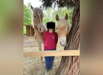 Haflinger, Jument, 2 Ans, 148 cm, Alezan