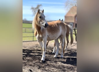 Haflinger, Jument, 2 Ans, 150 cm, Alezan