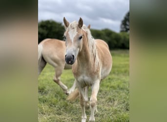 Haflinger, Jument, 2 Ans, 150 cm, Alezan