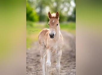 Haflinger, Jument, 2 Ans, 150 cm