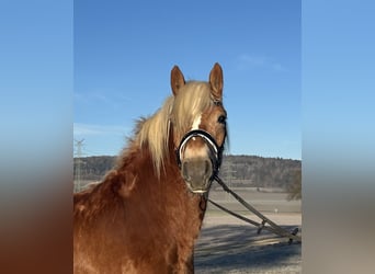 Haflinger, Jument, 2 Ans, 154 cm, Alezan