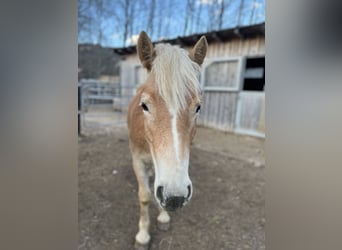 Haflinger, Jument, 2 Ans, 156 cm, Isabelle