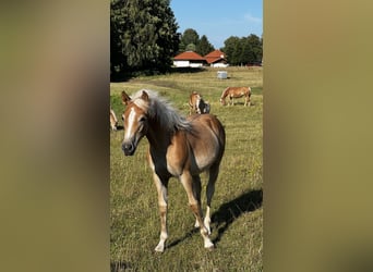 Haflinger, Jument, 2 Ans, Alezan