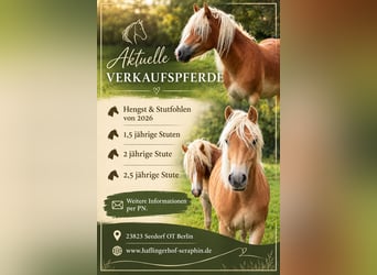 Haflinger, Jument, 2 Ans, Alezan