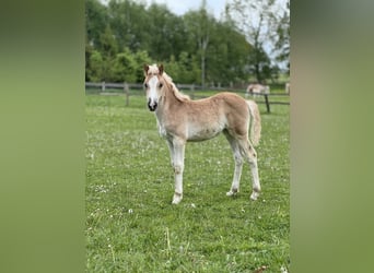Haflinger, Jument, 2 Ans, Alezan