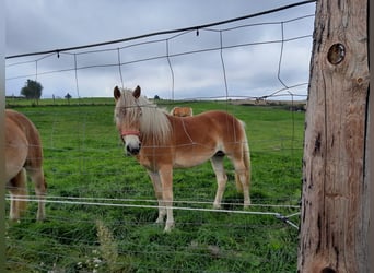 Haflinger, Jument, 2 Ans, Alezan cuivré