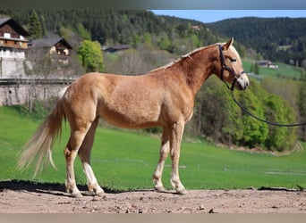 Haflinger, Jument, 2 Ans