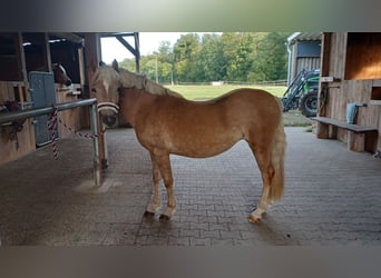 Haflinger, Jument, 3 Ans, 138 cm, Alezan