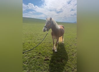 Haflinger, Jument, 3 Ans, 142 cm, Alezan brûlé
