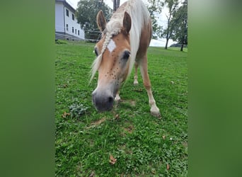 Haflinger, Jument, 3 Ans, 143 cm, Alezan
