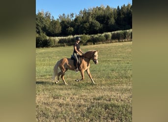 Haflinger, Jument, 3 Ans, 143 cm, Alezan