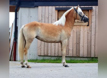 Haflinger, Jument, 3 Ans, 145 cm, Alezan