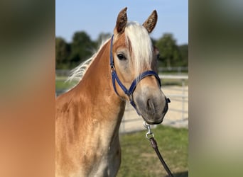 Haflinger, Jument, 3 Ans, 145 cm, Bai