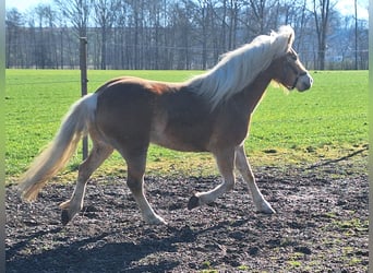 Haflinger, Jument, 3 Ans, 145 cm