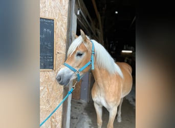 Haflinger, Jument, 3 Ans, 146 cm, Alezan