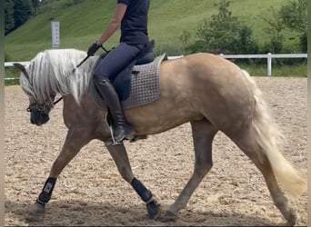 Haflinger, Jument, 3 Ans, 147 cm, Alezan