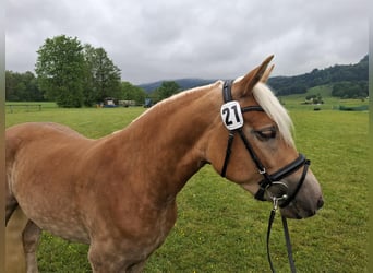 Haflinger, Jument, 3 Ans, 147 cm, Alezan