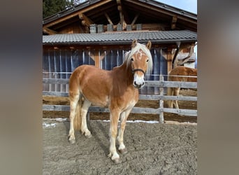 Haflinger, Jument, 3 Ans, 147 cm, Alezan