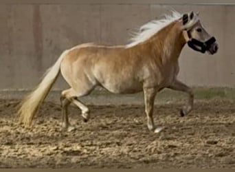 Haflinger, Jument, 3 Ans, 147 cm, Palomino