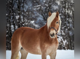 Haflinger, Jument, 3 Ans, 148 cm, Alezan