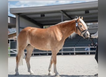 Haflinger, Jument, 3 Ans, 148 cm, Alezan
