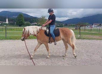 Haflinger, Jument, 3 Ans, 148 cm, Alezan