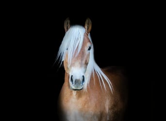Haflinger, Jument, 3 Ans, 148 cm, Alezan