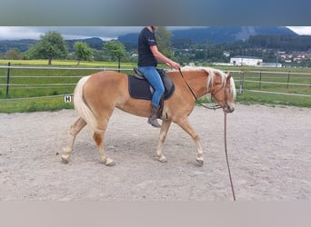 Haflinger, Jument, 3 Ans, 148 cm, Alezan