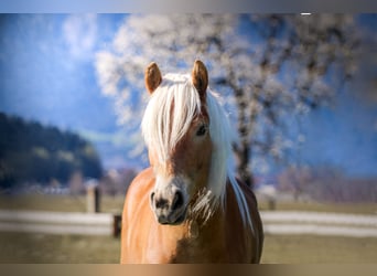 Haflinger, Jument, 3 Ans, 148 cm, Alezan
