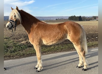 Haflinger, Jument, 3 Ans, 148 cm, Alezan