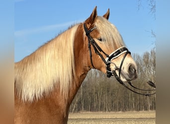 Haflinger, Jument, 3 Ans, 148 cm, Alezan