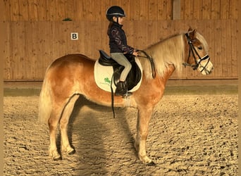 Haflinger, Jument, 3 Ans, 148 cm, Alezan