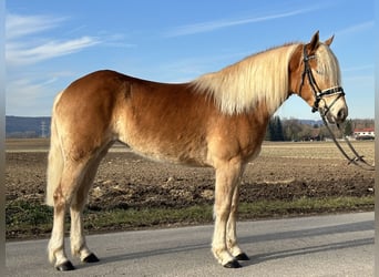 Haflinger, Jument, 3 Ans, 148 cm, Alezan