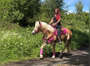 Haflinger, Jument, 3 Ans, 148 cm, Alezan