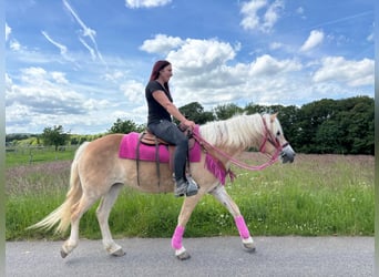 Haflinger, Jument, 3 Ans, 148 cm, Alezan