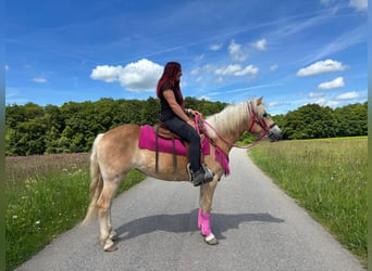Haflinger, Jument, 3 Ans, 148 cm, Alezan