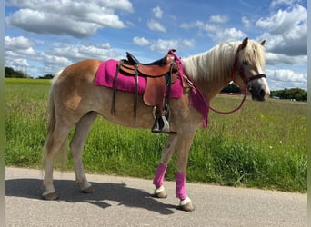 Haflinger, Jument, 3 Ans, 148 cm, Alezan