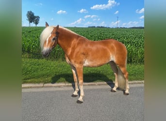 Haflinger, Jument, 3 Ans, 148 cm