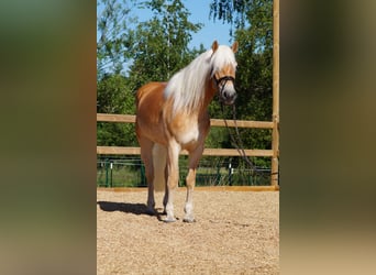 Haflinger, Jument, 3 Ans, 149 cm, Alezan