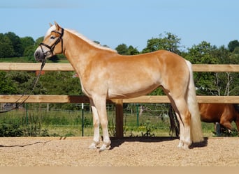 Haflinger, Jument, 3 Ans, 149 cm, Alezan