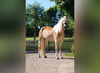 Haflinger, Jument, 3 Ans, 149 cm, Alezan