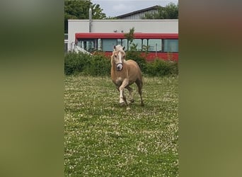 Haflinger, Jument, 3 Ans, 149 cm, Alezan