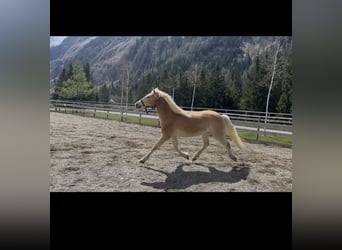 Haflinger, Jument, 3 Ans, 150 cm, Alezan