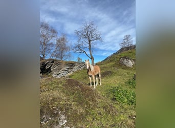 Haflinger, Jument, 3 Ans, 150 cm, Alezan