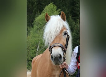 Haflinger, Jument, 3 Ans, 151 cm, Alezan