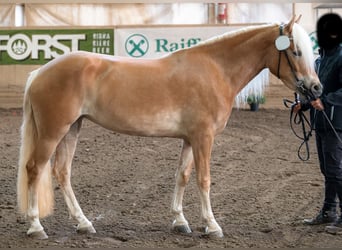 Haflinger, Jument, 3 Ans, 151 cm, Alezan