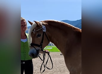 Haflinger, Jument, 3 Ans, 152 cm, Alezan