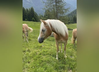 Haflinger, Jument, 3 Ans, 152 cm, Alezan