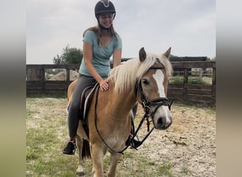 Haflinger, Jument, 3 Ans, 152 cm